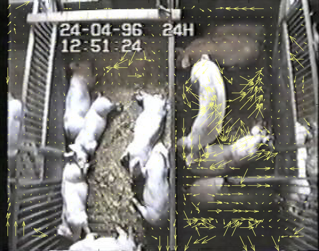 Optical Flow associated with movement of pigs